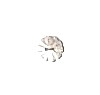 268 2-hole, Borderless Shell Button , Shell