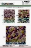 6163 SEVENBERRY® Broadcloth With Small Floral Pattern