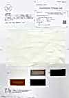 OA352152 Supima Cotton & French Linen × SILK 2/1 Super Twill Silky-Finish