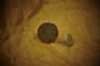 W-T WALDES® Tack Button 14mm/17mm