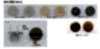MAG-HOOK-S-18MM Strong, Thin Magnetic Hook, 18mm