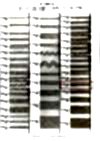 R-5505-40S Linen Series Braid
