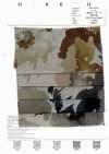7027-720-1 100 Linen Loomstate Watercolor Large Flowers