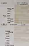 W10000 Thin Loomstate For Blouses, Dresses And Suits (Blanched)
